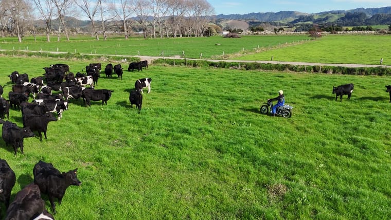 Galvbike being ridden across a paddock among dairy cattle