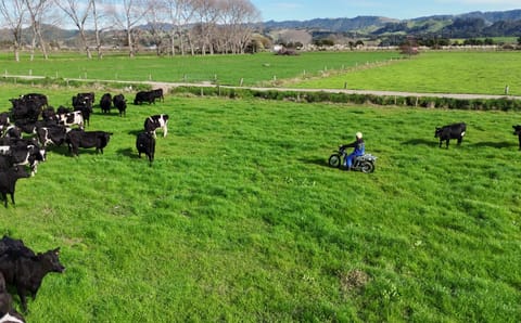Galvbike ridden through a paddock among dairy cattle